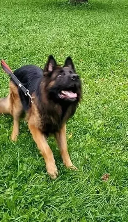 Chewy
