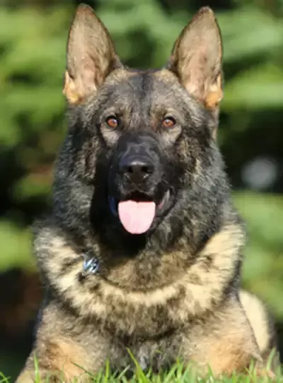 Quantum, red sable German Shepherd sire